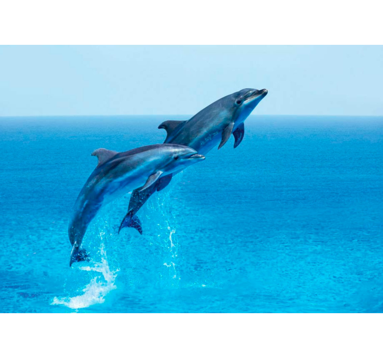 Wall mural animals dolphins leaping playfully - TenStickers