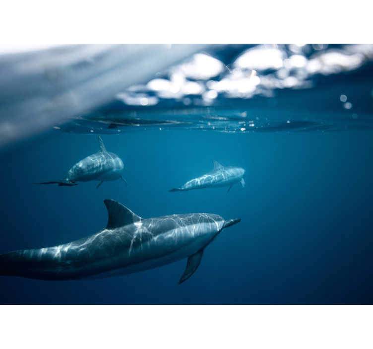 Swimming Dolphins Scene wall mural animals - TenStickers