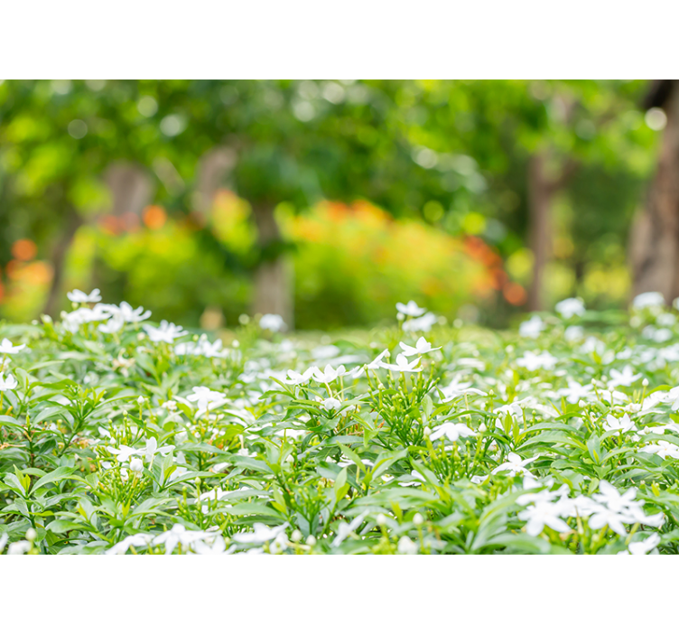 Flowers wall mural lush white blooms - TenStickers