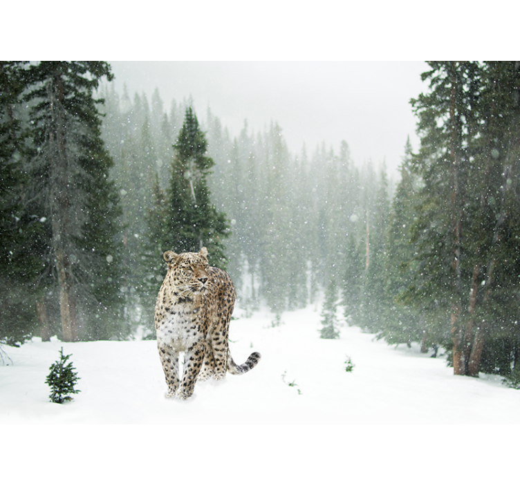 Wall mural animals snowy leopard walk - TenStickers