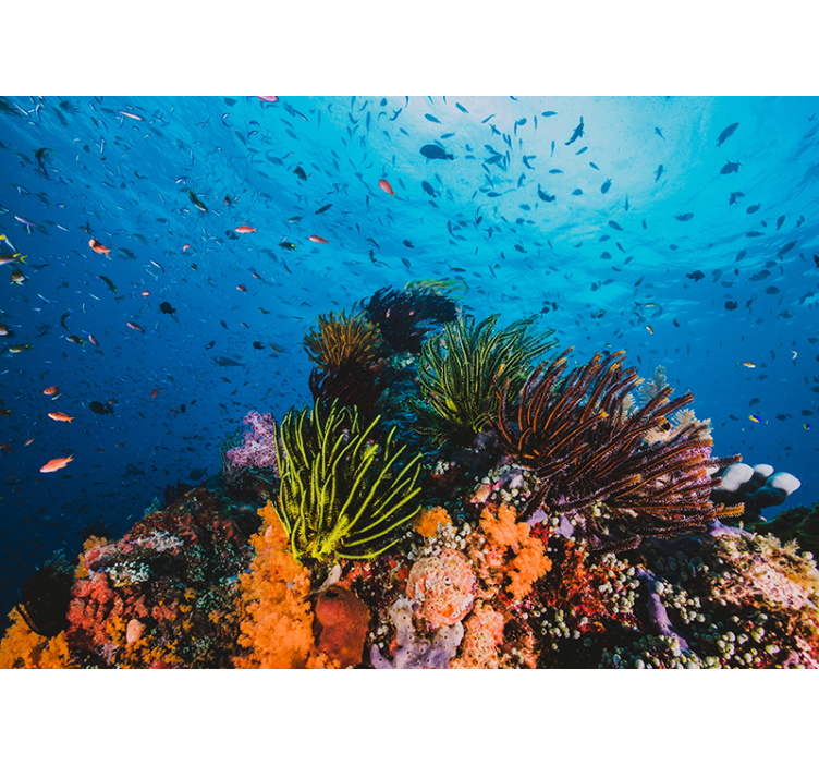 Sea wall mural underwater coral paradise - TenStickers