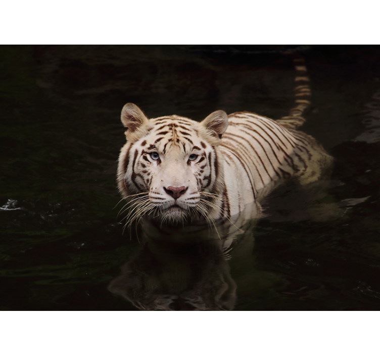 White Tiger Gaze other wall mural animals - TenStickers