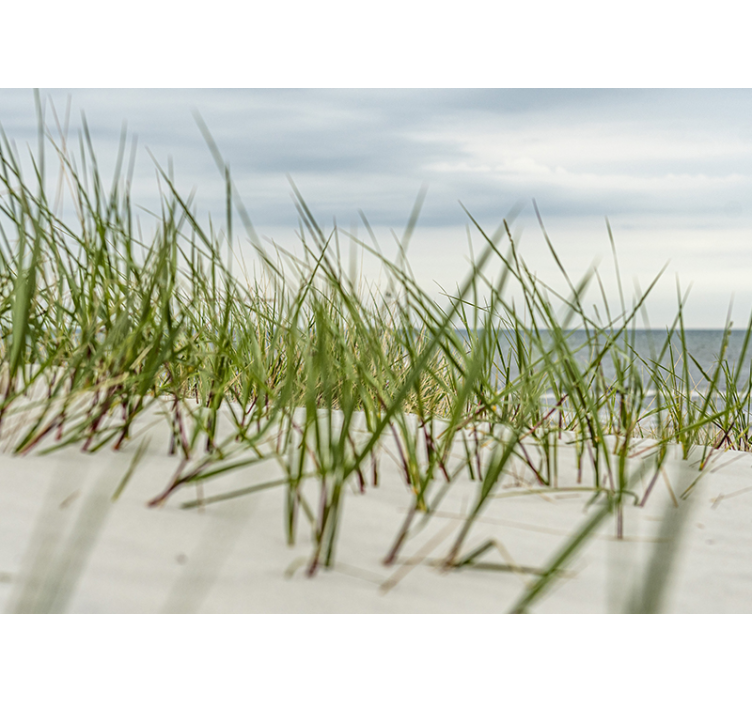 Coastal Dune Tranquility sea wall mural - TenStickers