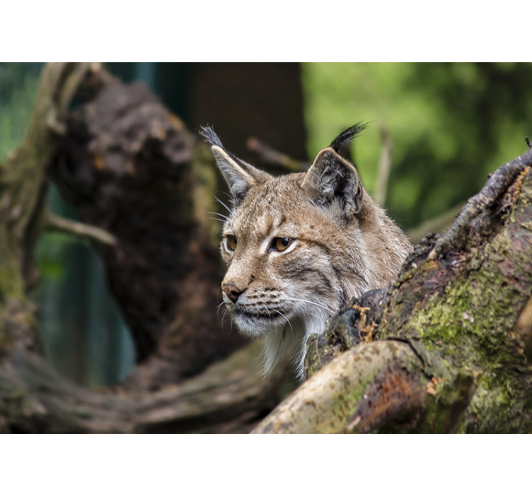 Lynx In Nature wall mural animals - TenStickers