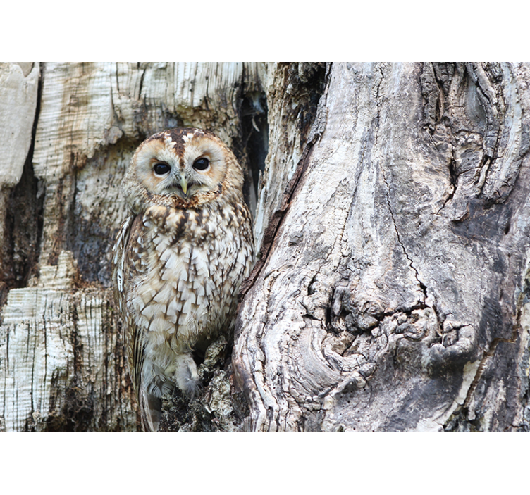 Wise Owl Portrait wall mural animals - TenStickers