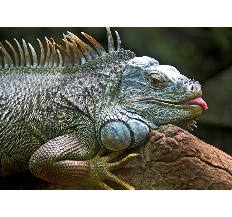 Wall mural animals majestic iguana close-up - TenStickers