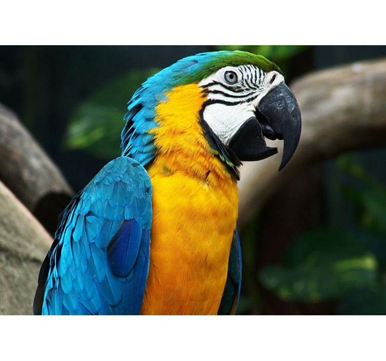 Macaw Bird Portrait wall mural animals - TenStickers