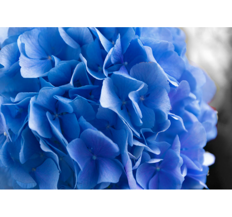 Flowers wall mural hydrangea blue blooms - TenStickers