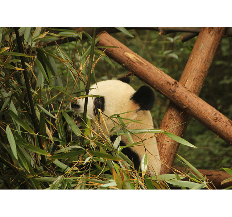 Panda Among Bamboo wall mural animals - TenStickers