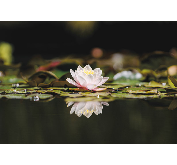 Lotus Blossom Serenity flowers wall mural - TenStickers