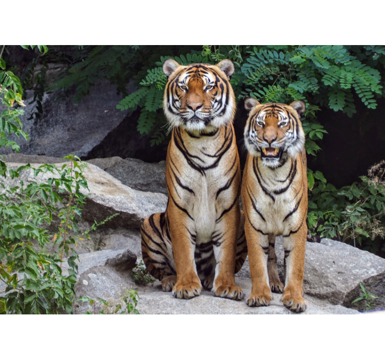 Two tigers animals wall mural - TenStickers
