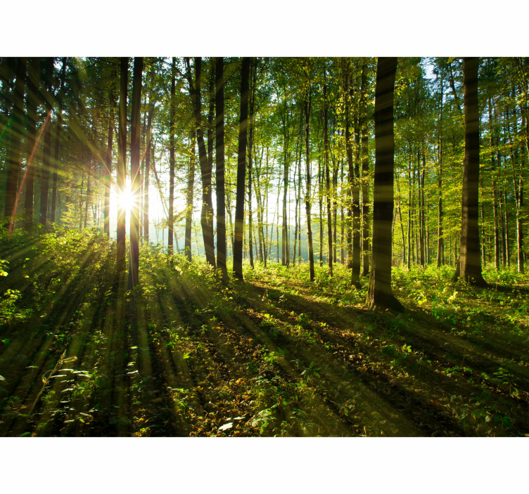 Nature wall mural sunny forest radiance - TenStickers