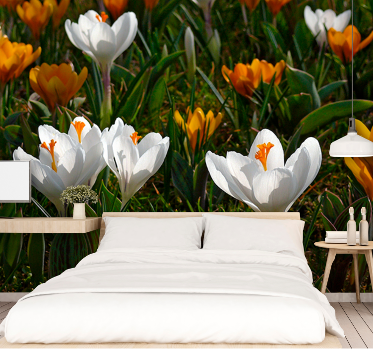 Crocus flower bloom flowers wall mural - TenStickers