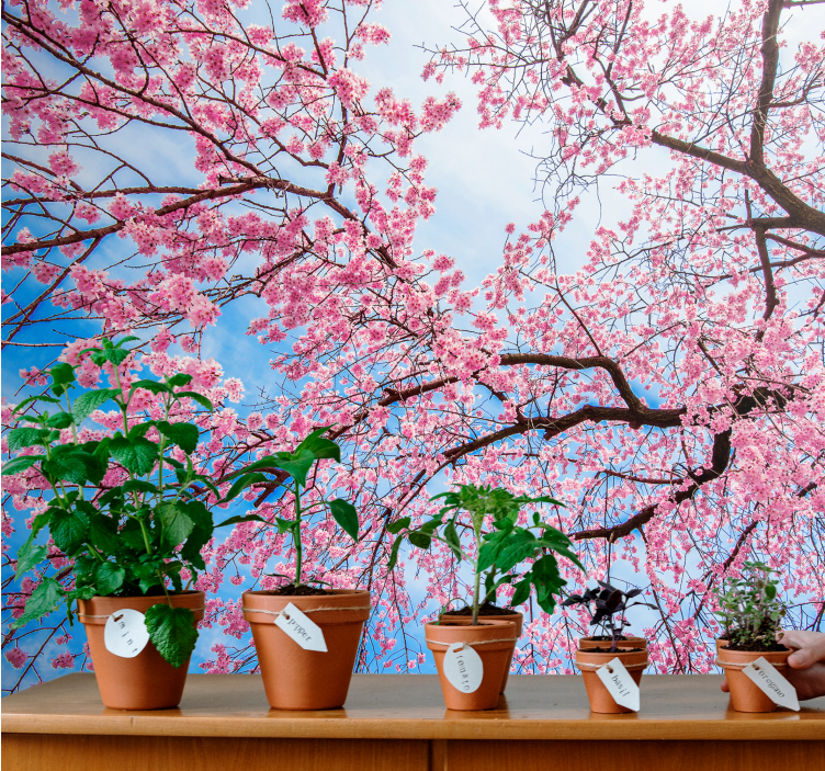 Flowers wall mural blooming cherry blossoms - TenStickers