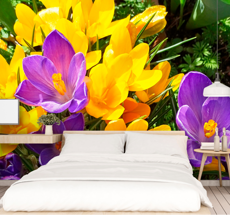 Flowers wall mural colorful crocus blooms - TenStickers