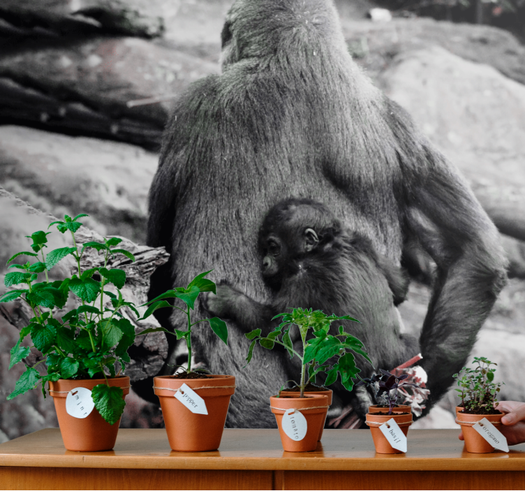 Mother and baby gorilla wall mural animals - TenStickers