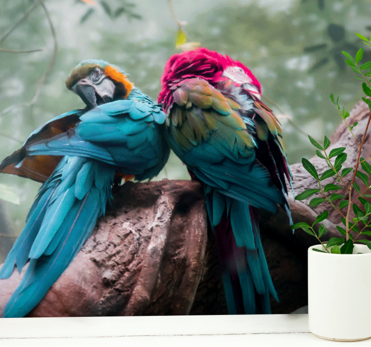 Wall mural animals colorful parrots embrace - TenStickers