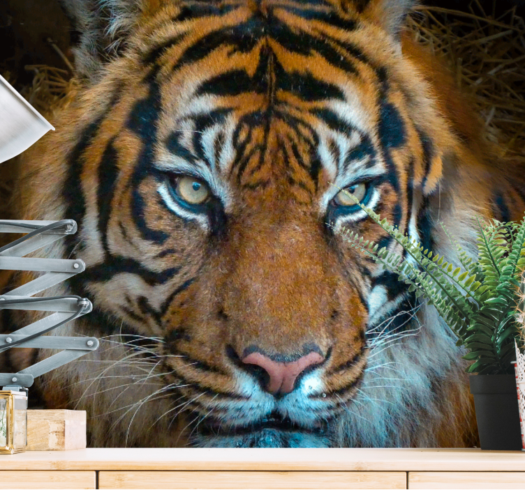 Wall mural animals regal tiger design - TenStickers