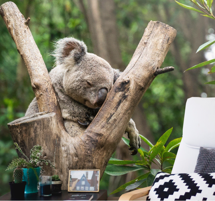 Wall mural animals sleeping koala bear - TenStickers