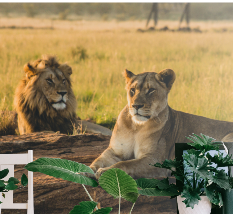 Wall mural lion majestic lion pair - TenStickers