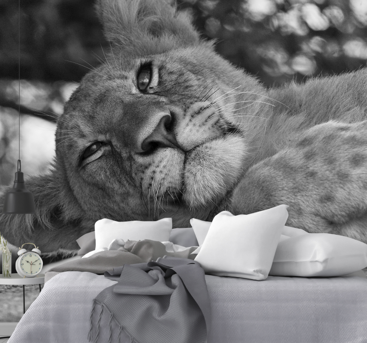 Wall mural lion majestic lion relaxing - TenStickers