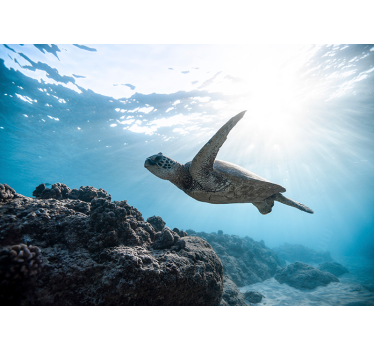 Underwater turtle swimming animal wall mural - TenStickers