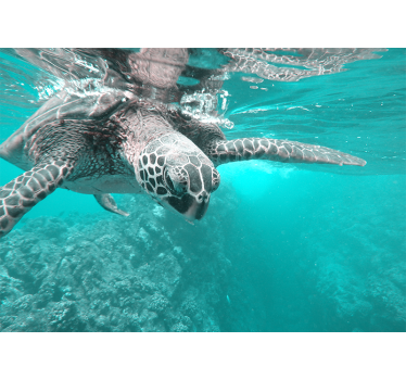 Sea turtles in the sea  mural wallpaper - TenStickers