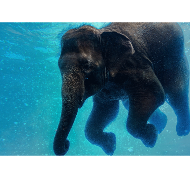 Sea wall mural underwater elephant art - TenStickers