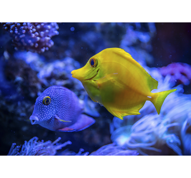blue and Yellow fishes  animal wall mural - TenStickers