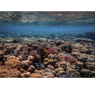 Coral reef and red fish landscape wall mural - TenStickers