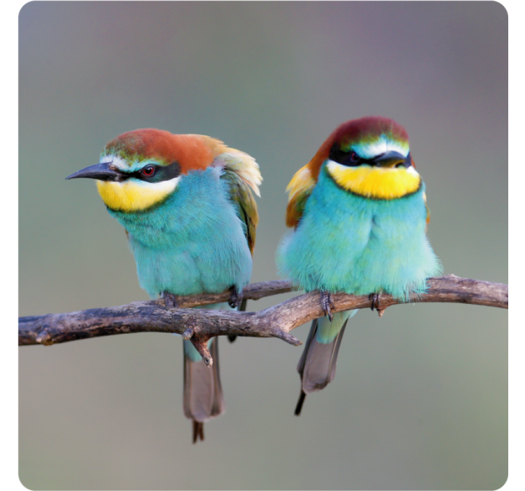 Modern coasters colorful birds perched - TenStickers