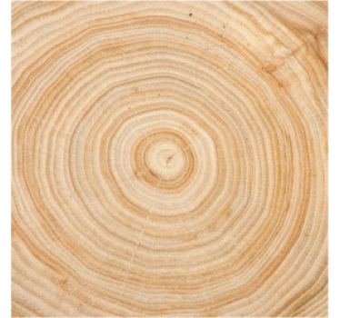Texture coaster wood grain circle - TenStickers
