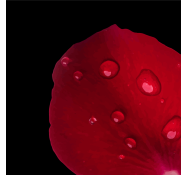 Dewy rose petal texture coaster - TenStickers