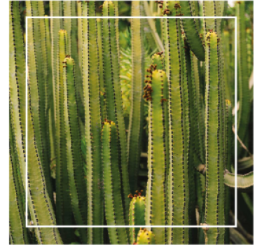Cactus texture surface texture coaster - TenStickers