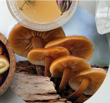 Modern coasters mushroom cluster design - TenStickers