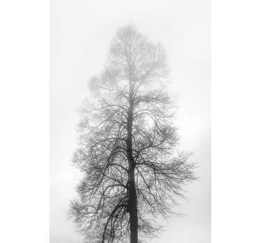 Flowers poster monochrome tree silhouette - TenStickers