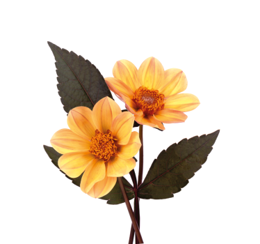 Flowers poster two blooms - TenStickers