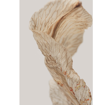 macro photo of a leaf minimalist poster - TenStickers