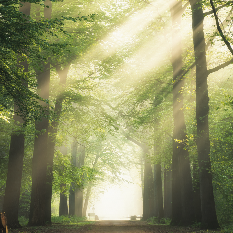 Living room poster green forest with sunlight - TenStickers