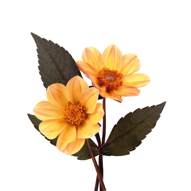 Flowers poster two blooms - TenStickers