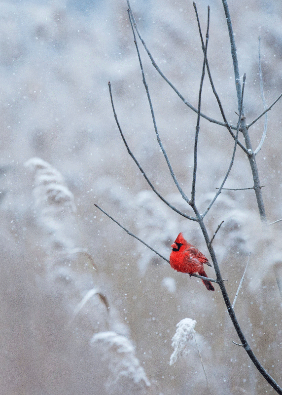 Christmas poster of a christmas bird - TenStickers