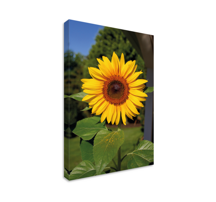 Flowers canvas sunny sunflower bloom - TenStickers