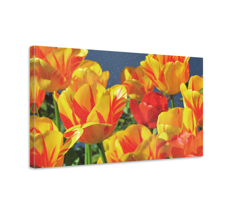 Flowers canvas vibrant tulip blossoms - TenStickers