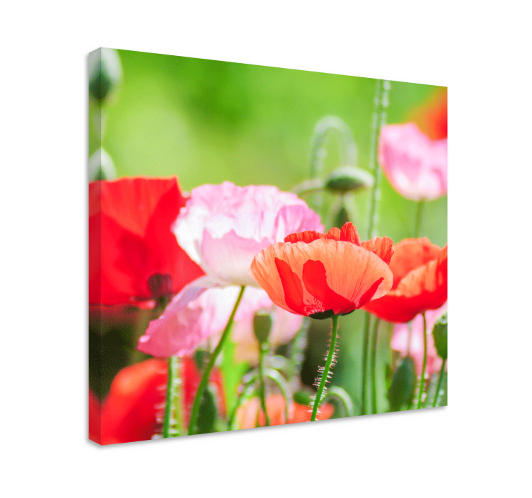 Flowers canvas colorful poppy cluster - TenStickers