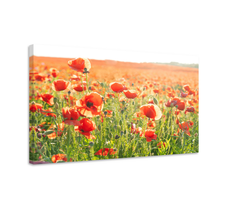 Flowers canvas field of poppies - TenStickers