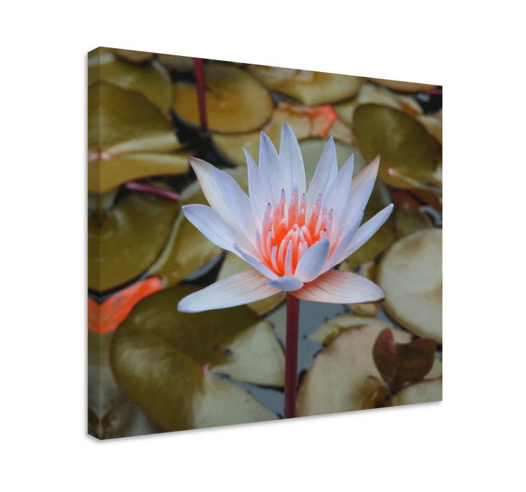 Flowers canvas delicate water lily artwork - TenStickers