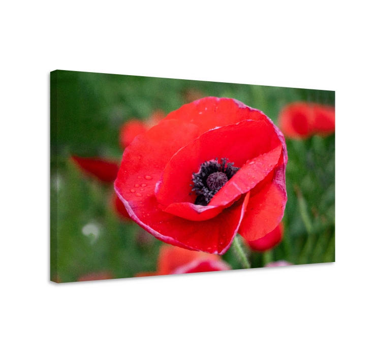 Flower canvas close-up poppy flower print - TenStickers