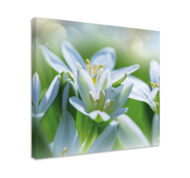Meadow of magnificent  snowdrops flower canvas - TenStickers