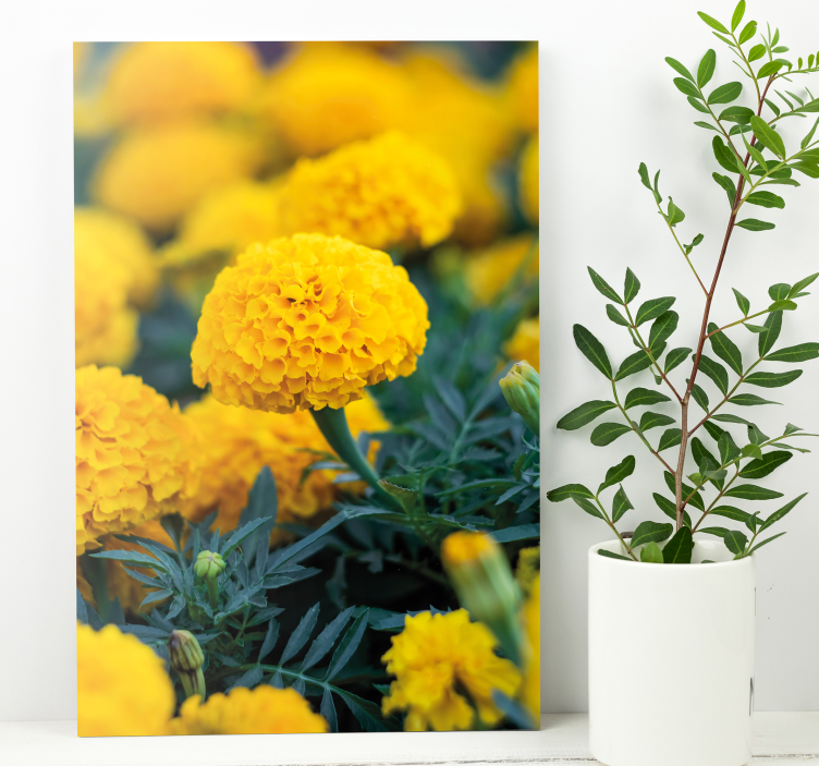 Flower canvas yellow marigold blooms - TenStickers