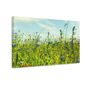 cornflower field picture floral canvas - TenStickers